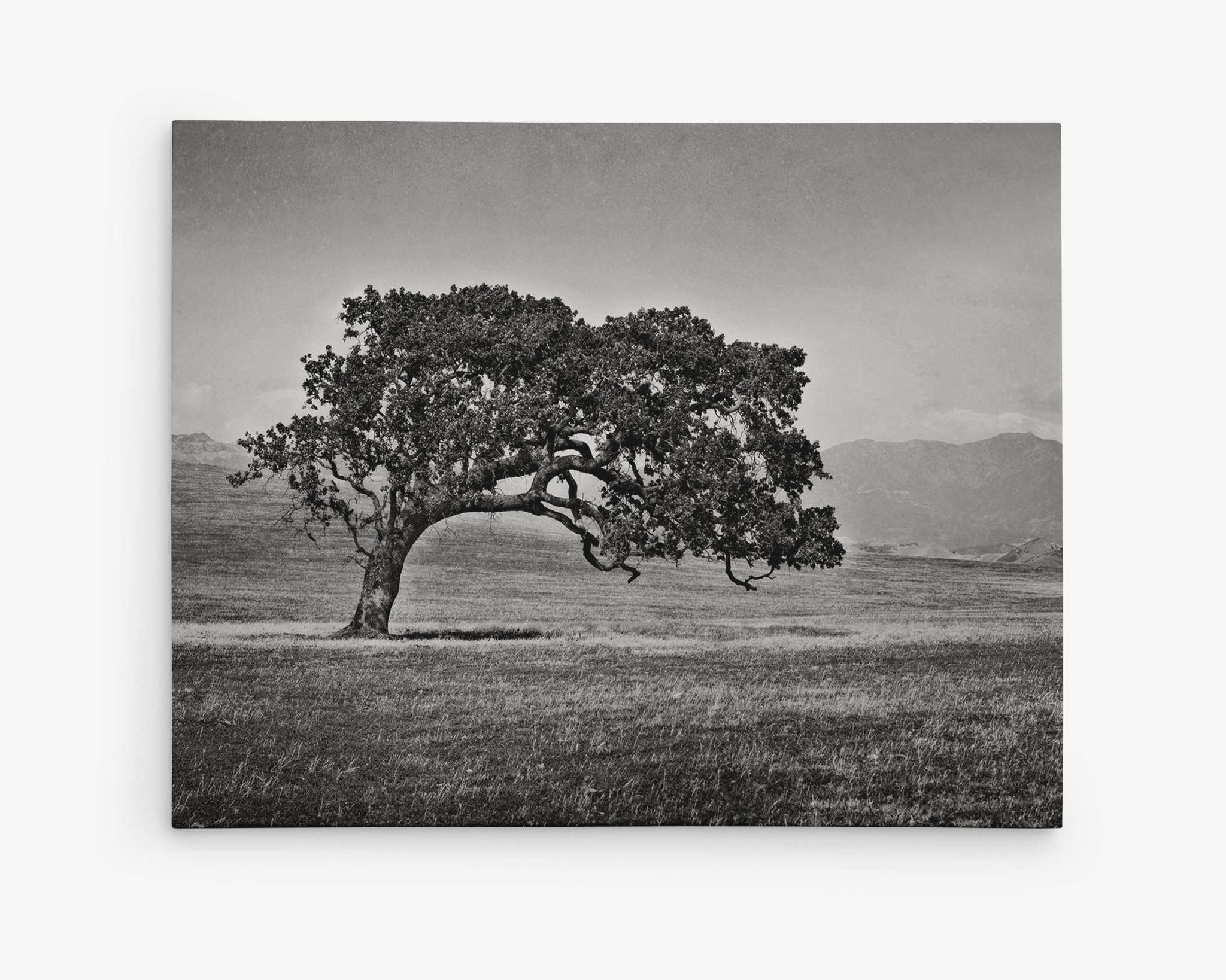 A black-and-white photograph of a solitary California Oak standing in an open field, with rolling hills and mountains in the background. The sky above is overcast, giving the image a moody and serene atmosphere. This Offley Green Californian Oak Tree Landscape Canvas, 'Windswept (Black and White)' gallery wrap is ready-to-hang, perfect for adding a touch of nature to any space.