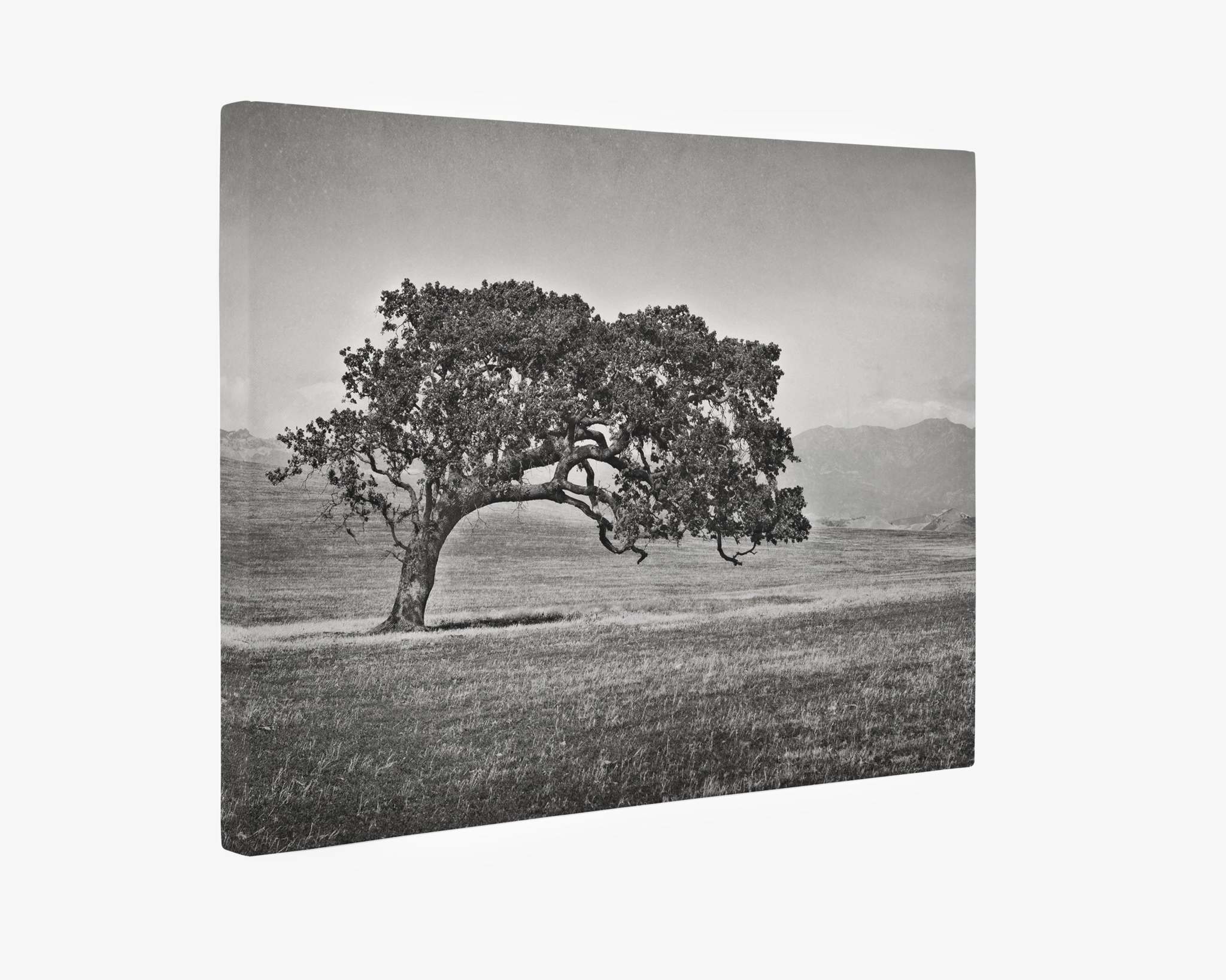 A black and white photograph showcases a solitary, sprawling California Oak with twisted branches in an open field. In the background, distant mountains and a hazy sky complete the tranquil landscape. This ready-to-hang piece is presented on a slightly curved canvas gallery wrap: the Californian Oak Tree Landscape Canvas, 'Windswept (Black and White)' by Offley Green.