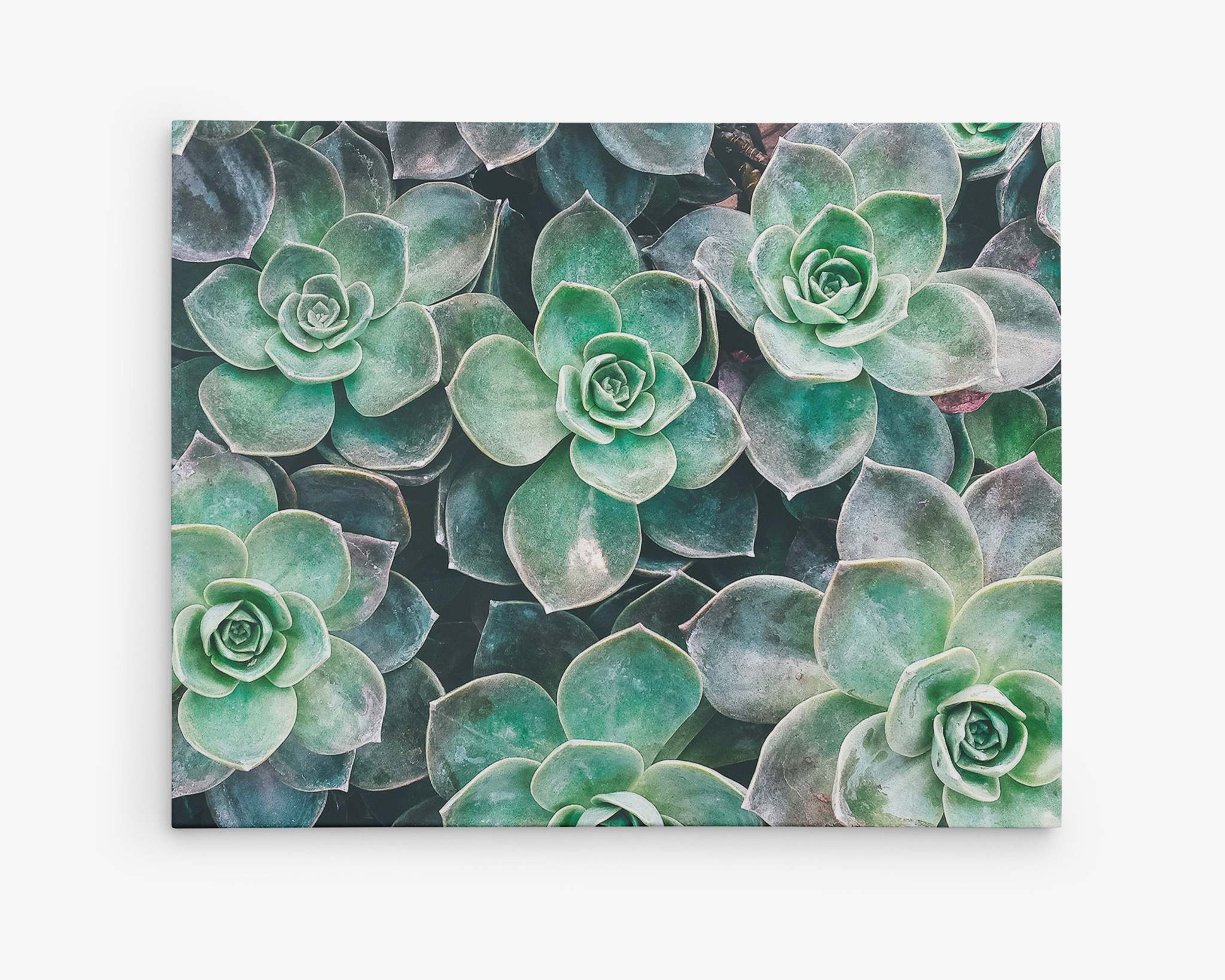 A close-up image of green succulent plants with thick, fleshy leaves arranged in a rosette pattern. The leaves have a gradient of colors, from light green in the center to darker green on the edges. This botanical print would look stunning as Fresh Green Succulent Canvas Wall Art, &#39;Bed of Succulents&#39; by Offley Green, perfect for adding nature&#39;s beauty to any space. The background is filled with overlapping succulent plants.