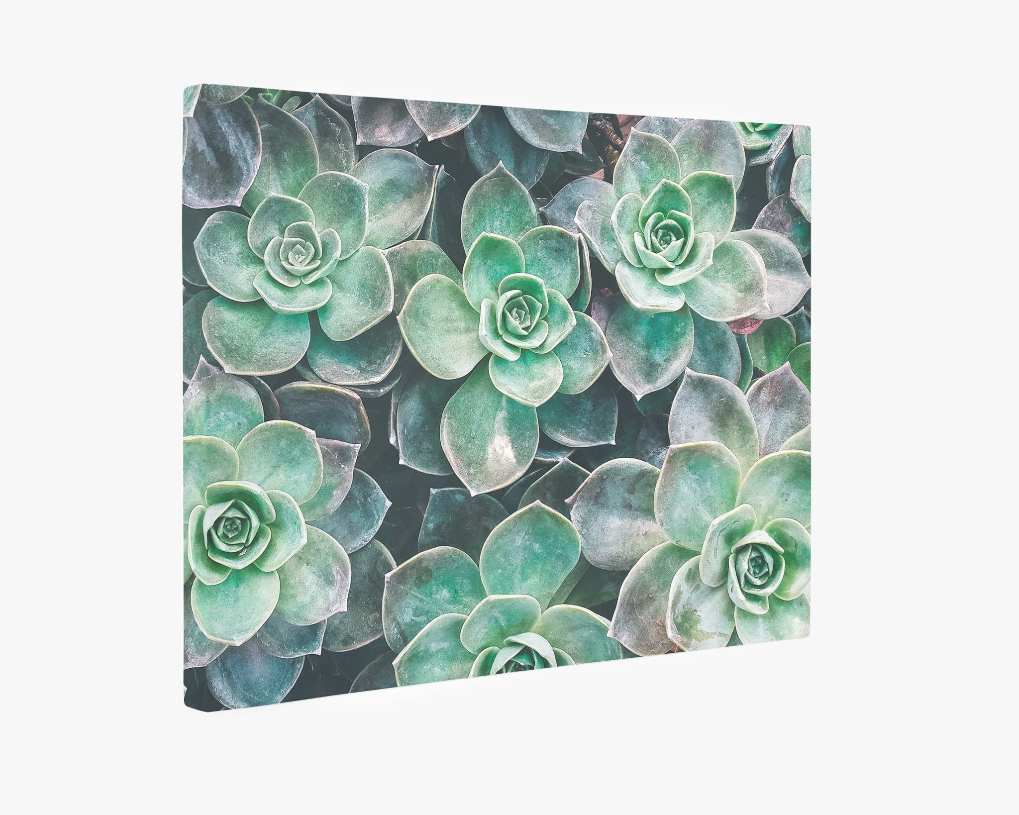 The Offley Green Fresh Green Succulent Canvas Wall Art, &#39;Bed of Succulents,&#39; features a close-up of multiple green succulent plants. The succulents have rosette-shaped leaves with a slight pinkish hue on the edges, creating a calming and visually appealing pattern against a white background. This botanical print adds natural elegance to any space.