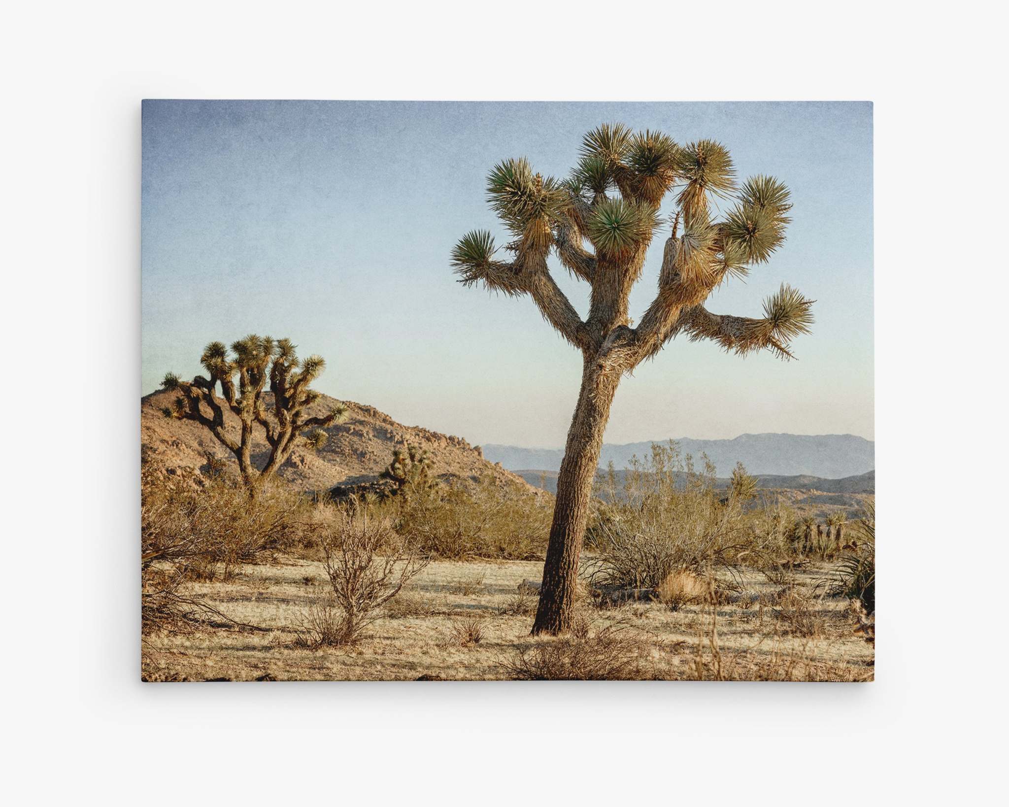 A scenic view of Joshua Tree National Park shows a prominent Joshua tree in the foreground with more Joshua trees and desert vegetation spread across a hilly landscape. The sky is clear and blue, and mountains are visible in the distance under soft sunlight, creating a perfect Offley Green Joshua Tree Canvas Wall Art, &#39;Mighty Joshua&#39; for any Palm Springs art lover.